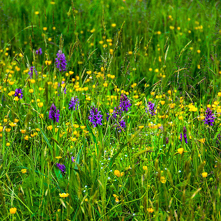 55 - Spring Meadow