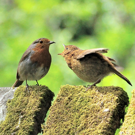 401 - Robin & Baby