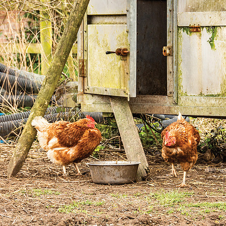 30 - Cools Farm Chickens