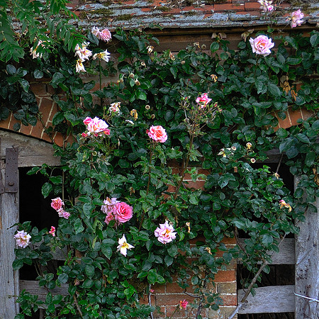 21 - Climbing Rose