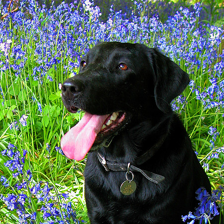 24 - Labrador in Bluebells