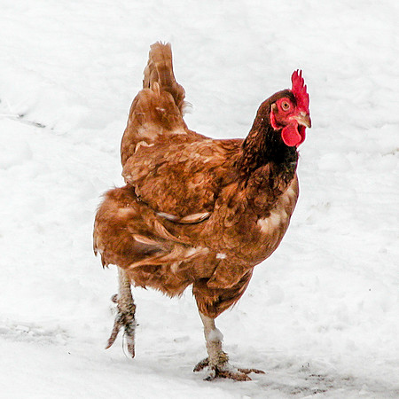 36 - Ruffled Feathers