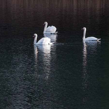 26 - Swans