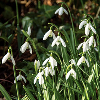 37 - Snowdrops