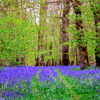 60 - Bluebells in woods