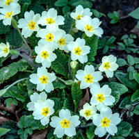223 - Primroses