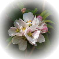 74 - Apple Blossom