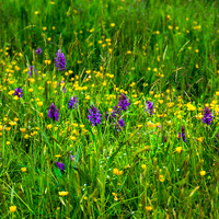 55 - Spring Meadow