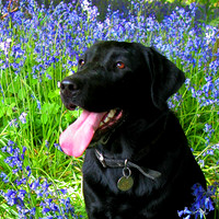 24 - Labrador in Bluebells