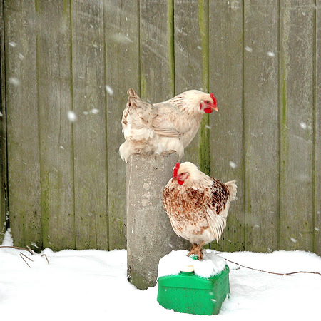 1 - Chickens at Hatch
