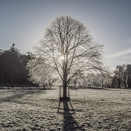 77 - Winter Tree 1