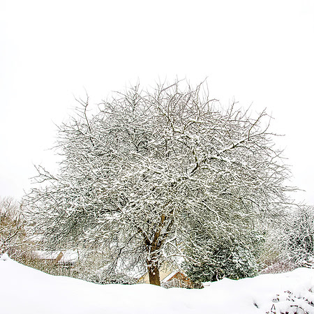 44 - Winter Tree 2