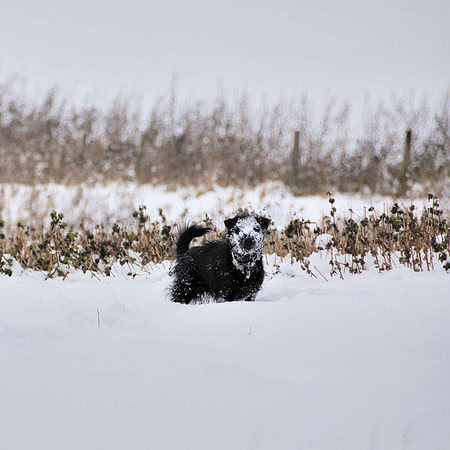 40 - Snow Dog