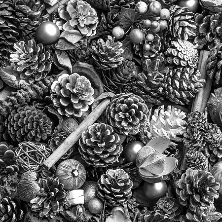 126 - Pine Cones (B&W)
