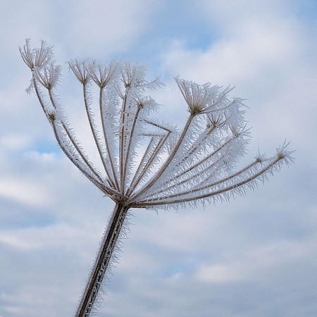 101 - Frosted