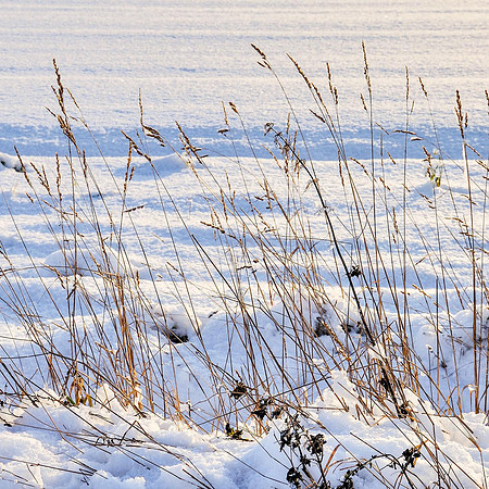 52 - Grasses in the Snow