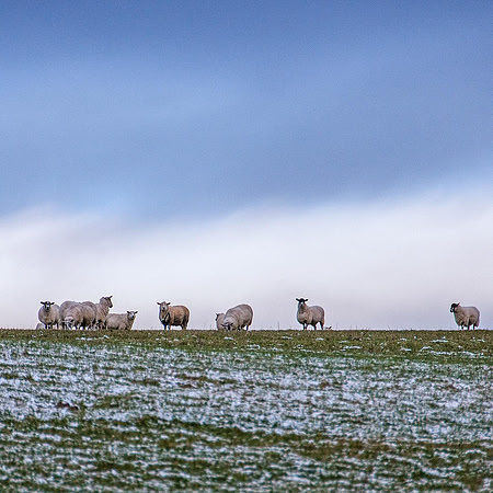 131 - Winter Woolies
