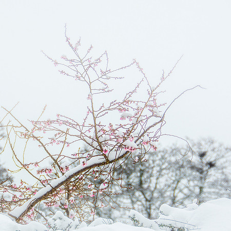 35 - Blossom in the Snow