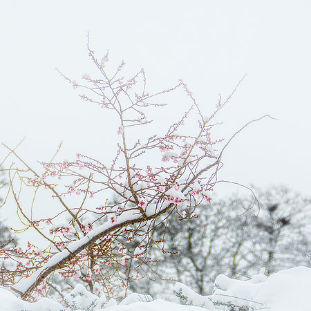 35 - Blossom in the Snow