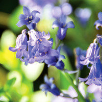 10 - Bluebells